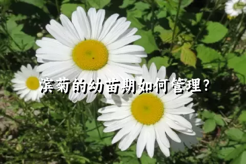 滨菊的幼苗期如何管理？