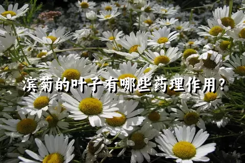 滨菊的叶子有哪些药理作用？