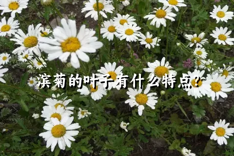 滨菊的叶子有什么特点？