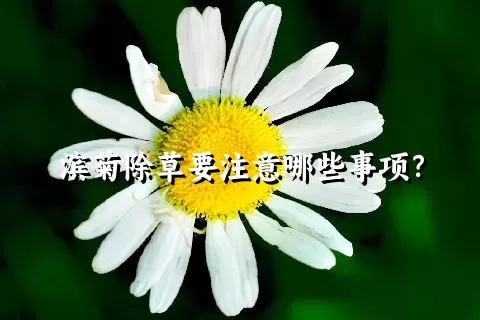 滨菊除草要注意哪些事项？