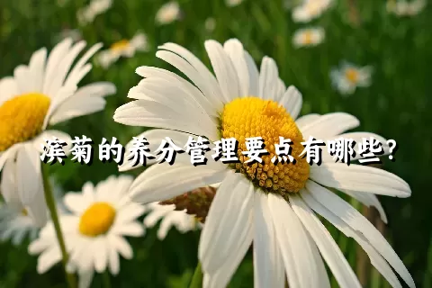 滨菊的养分管理要点有哪些？