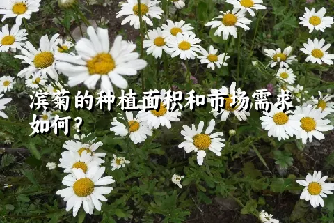 滨菊的种植面积和市场需求如何？