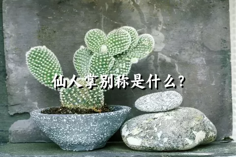 仙人掌别称是什么？