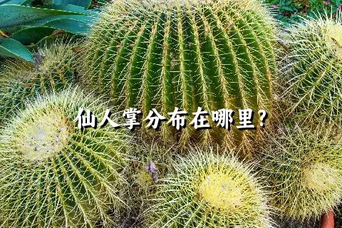 仙人掌分布在哪里?