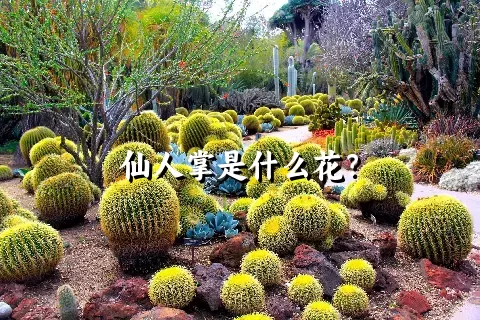 仙人掌是什么花？