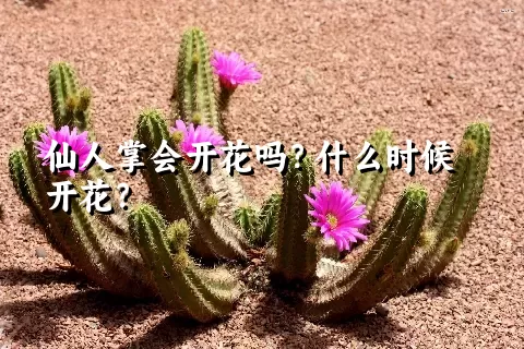 仙人掌会开花吗？什么时候开花？