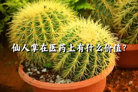 仙人掌在医药上有什么价值？