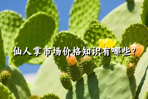 仙人掌市场价格知识有哪些？