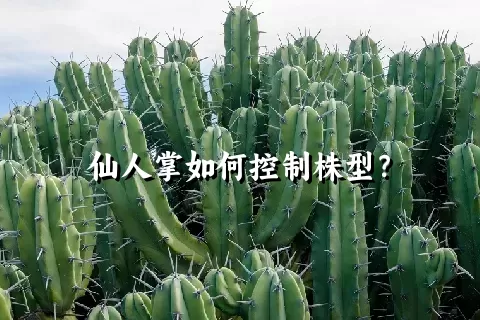 仙人掌如何控制株型？