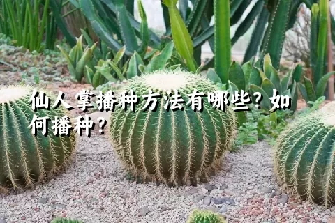 仙人掌播种方法有哪些？如何播种？