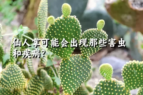 仙人掌可能会出现那些害虫和疾病？