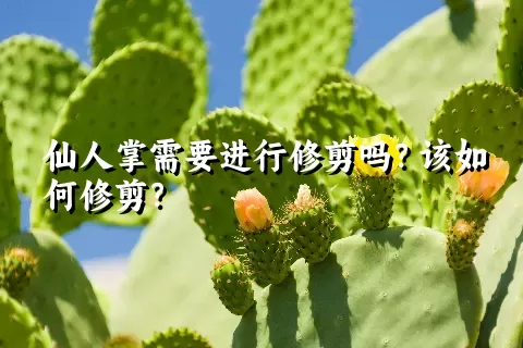 仙人掌需要进行修剪吗？该如何修剪？