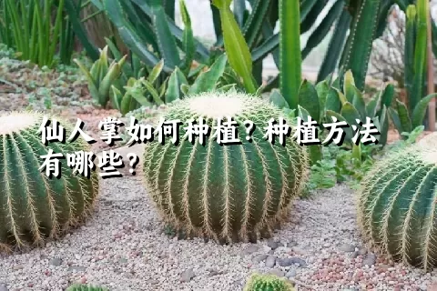 仙人掌如何种植？种植方法有哪些？