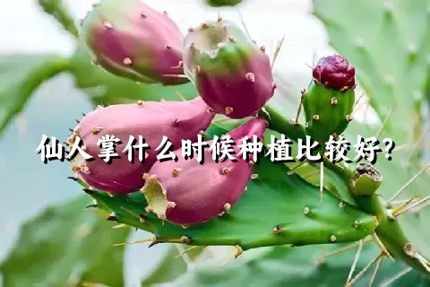 仙人掌什么时候种植比较好？