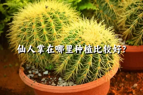 仙人掌在哪里种植比较好？