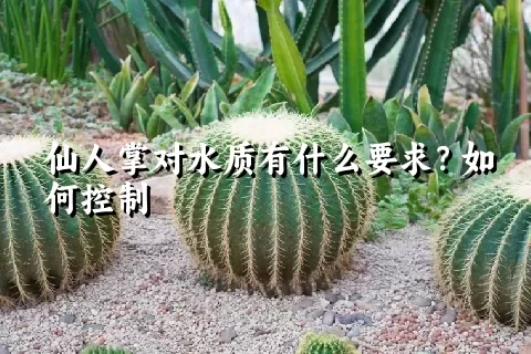 仙人掌对水质有什么要求？如何控制