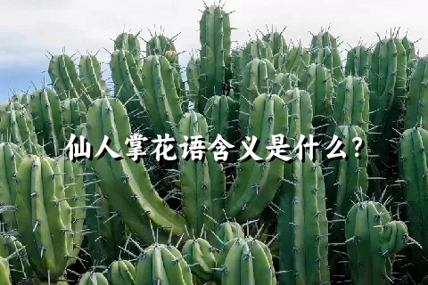 仙人掌花语含义是什么？