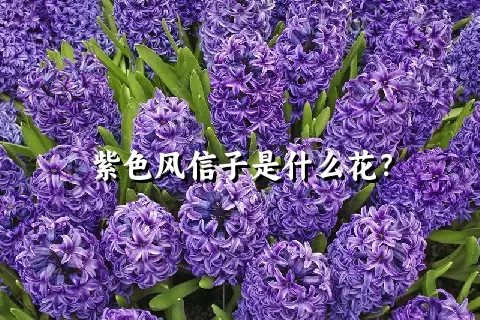 紫色风信子是什么花？