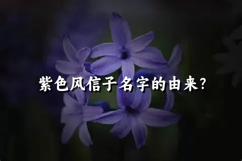 紫色风信子名字的由来？