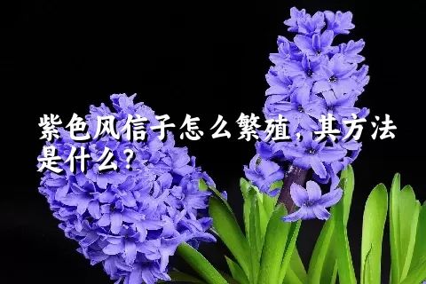 紫色风信子怎么繁殖，其方法是什么？