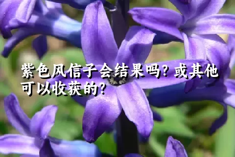 紫色风信子会结果吗？或其他可以收获的？