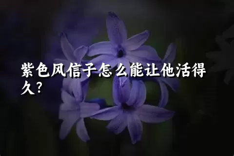 紫色风信子怎么能让他活得久？