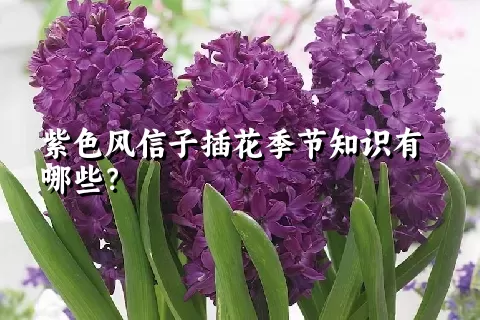 紫色风信子插花季节知识有哪些？