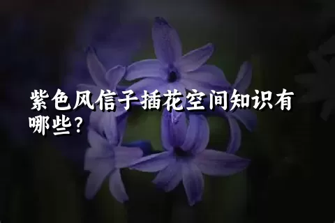 紫色风信子插花空间知识有哪些？