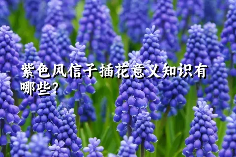 紫色风信子插花意义知识有哪些？