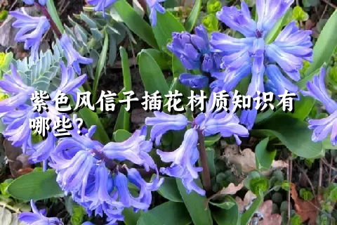 紫色风信子插花材质知识有哪些？