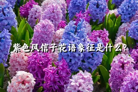 紫色风信子花语象征是什么？