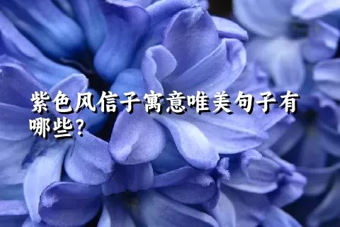 紫色风信子寓意唯美句子有哪些？