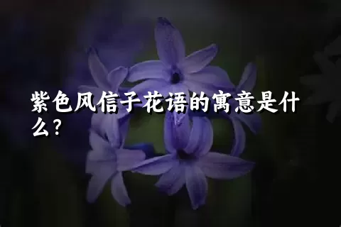 紫色风信子花语的寓意是什么？