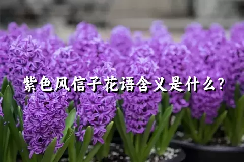 紫色风信子花语含义是什么？