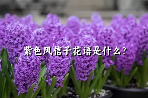 紫色风信子花语是什么？