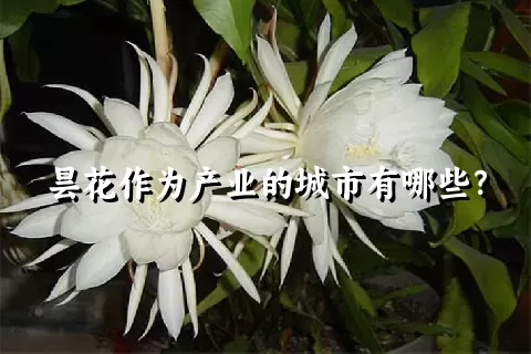 昙花作为产业的城市有哪些？