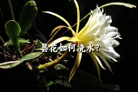 昙花如何浇水？