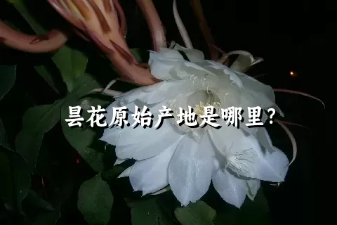 昙花原始产地是哪里？