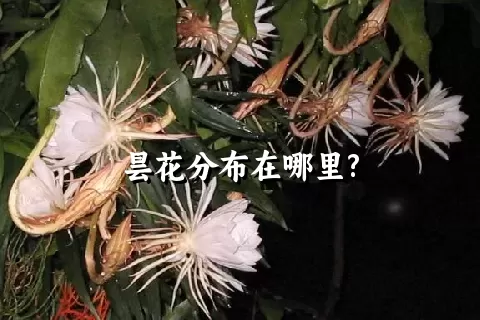 昙花分布在哪里?