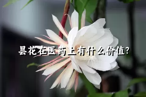 昙花在医药上有什么价值？