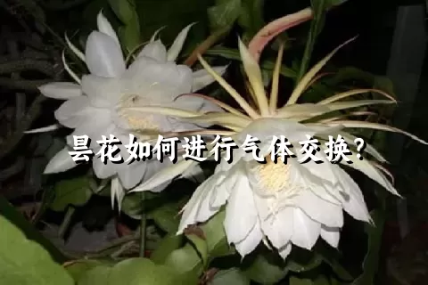 昙花如何进行气体交换？