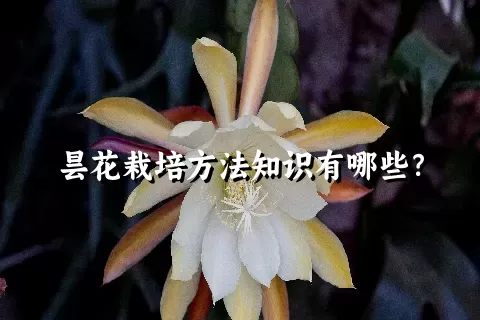 昙花栽培方法知识有哪些？