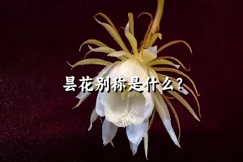 昙花别称是什么？