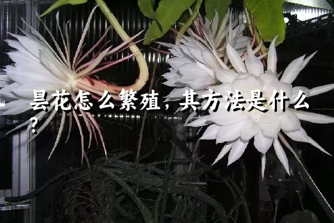 昙花怎么繁殖，其方法是什么？