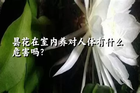 昙花在室内养对人体有什么危害吗？