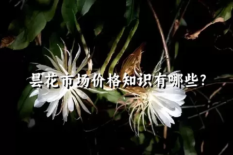 昙花市场价格知识有哪些？