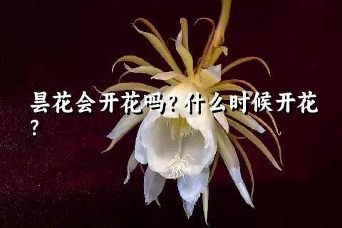 昙花会开花吗？什么时候开花？