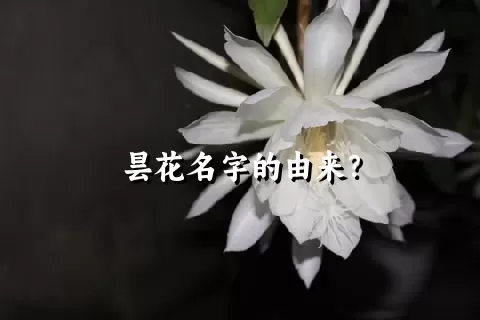 昙花名字的由来？