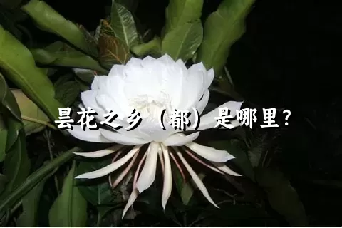 昙花之乡（都）是哪里？