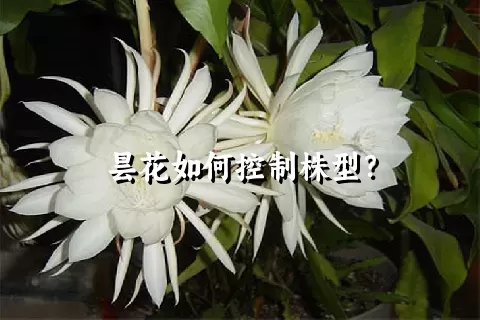 昙花如何控制株型？